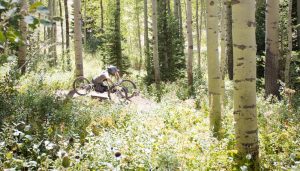 person riding adaptive mountain bike through a birch forest